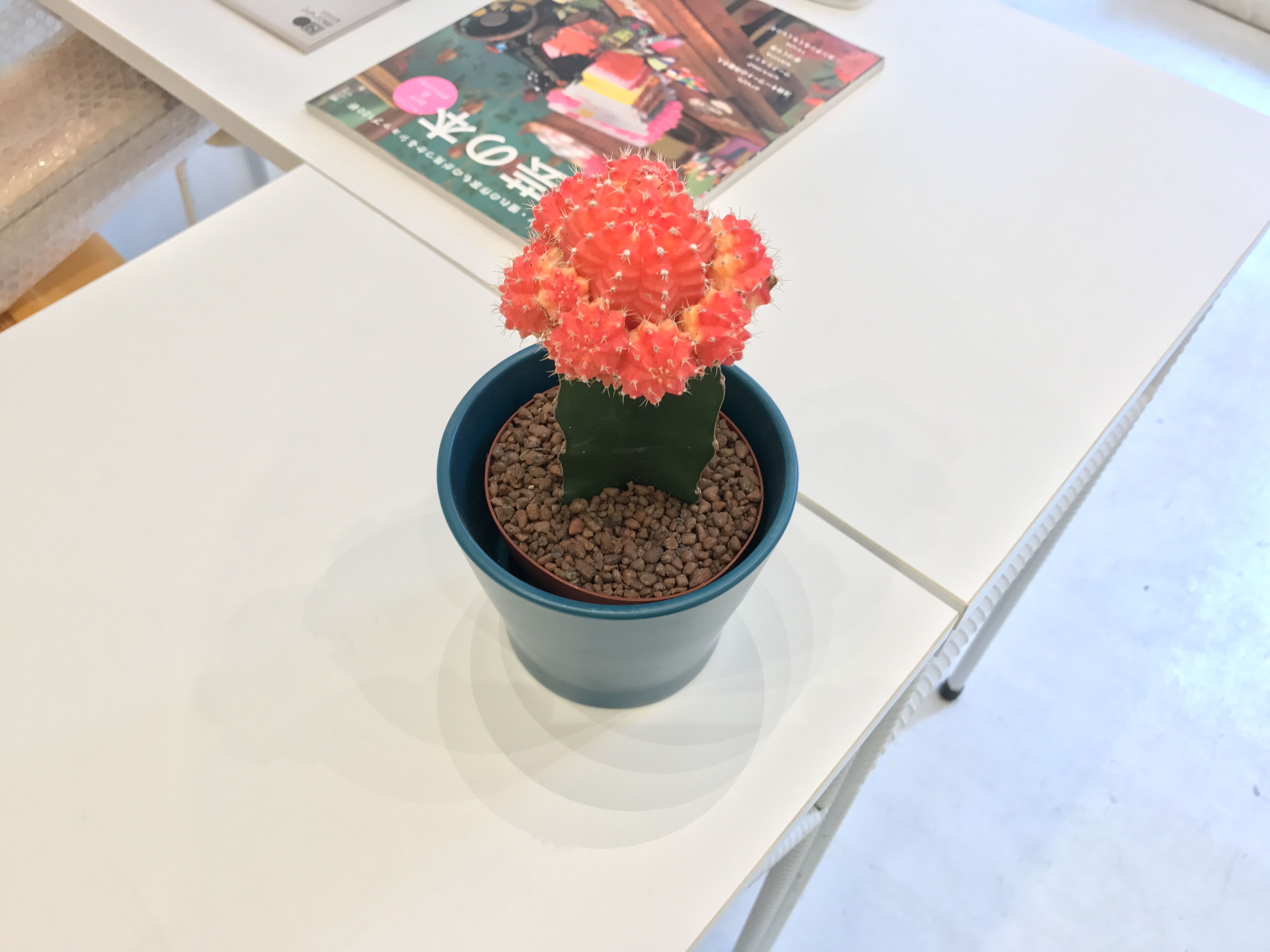 もっともっと特別なオンリーワン。最後の曲は世界に一つだけの花。のイメージ