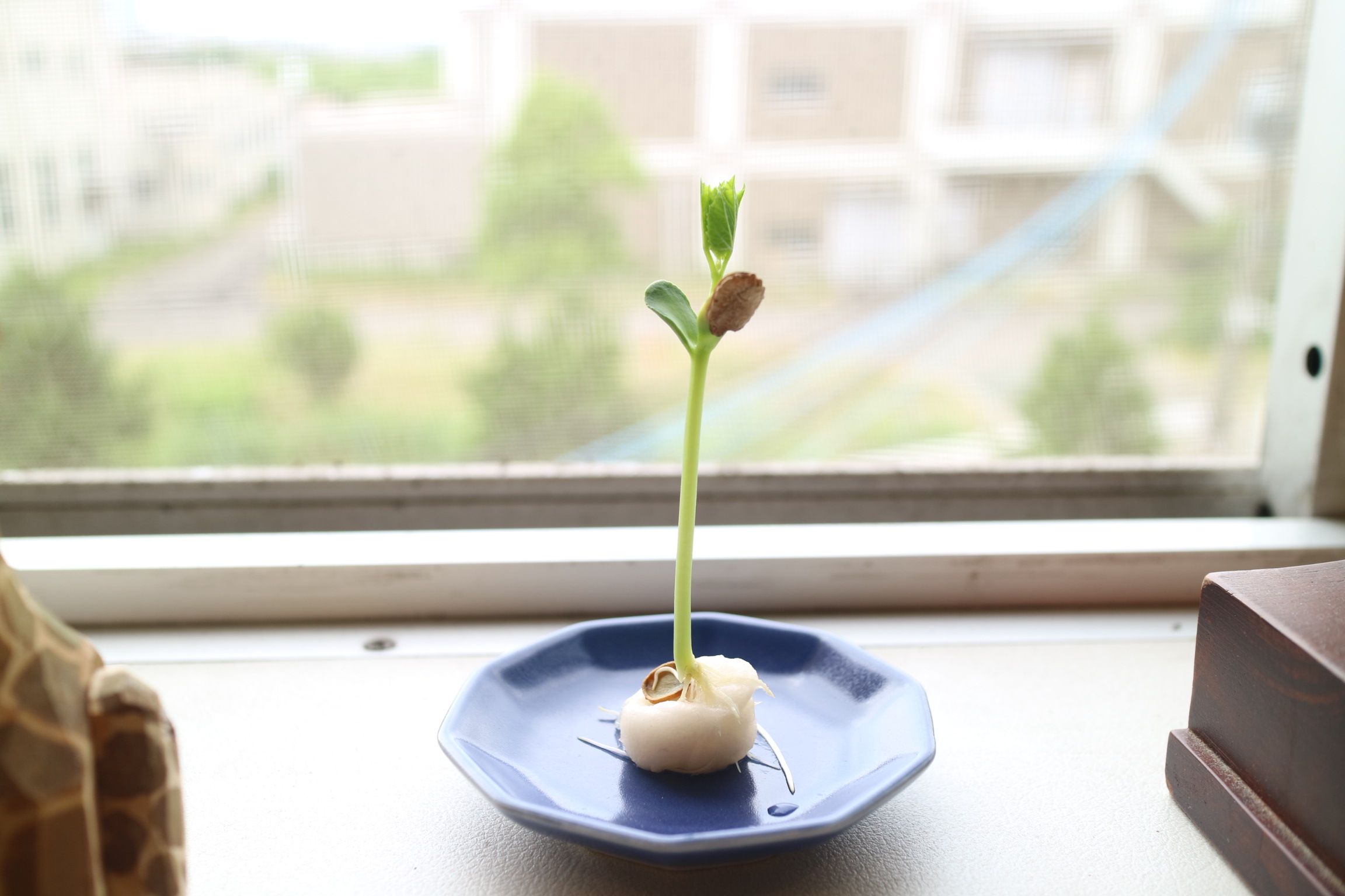 水耕栽培でゴーヤの種の植え方