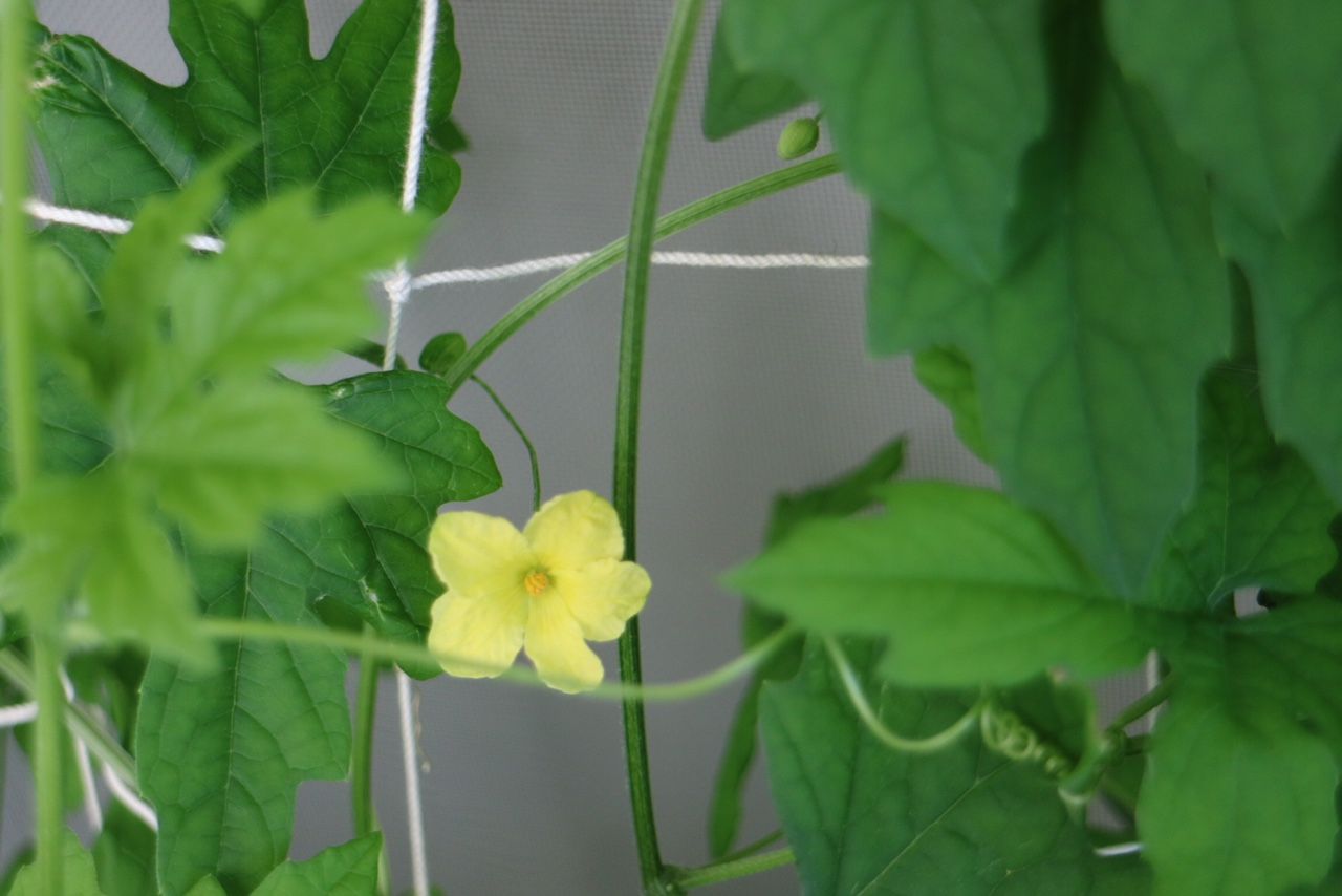 築古リノベマンションで暮らしを楽しむ。ゴーヤの花が咲いた！