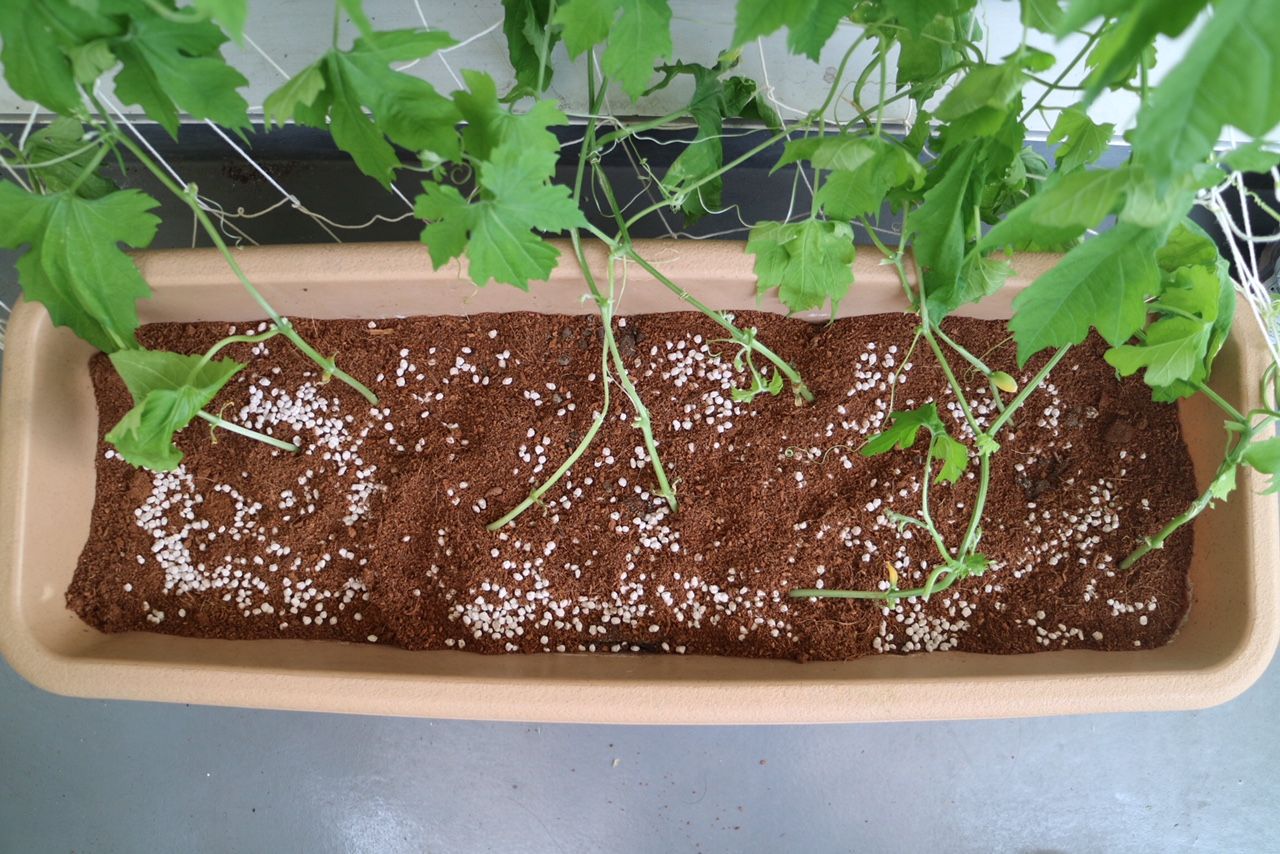 素人家庭菜園。ゴーヤ栽培で化成肥料をたしてみた