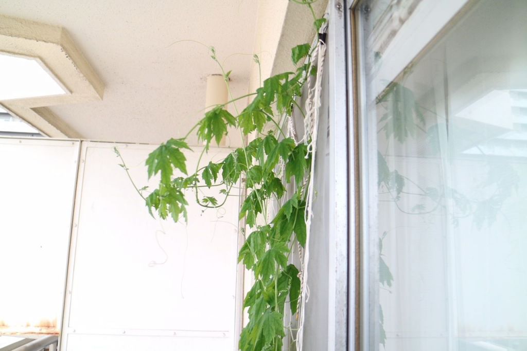 賃貸で緑のカーテンを楽しむ