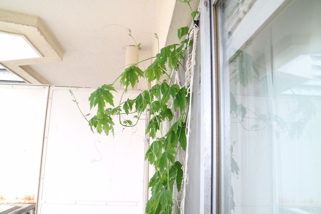 我が家の「緑のカーテン計画」～植物の生命力ってすげぇ編～のイメージ