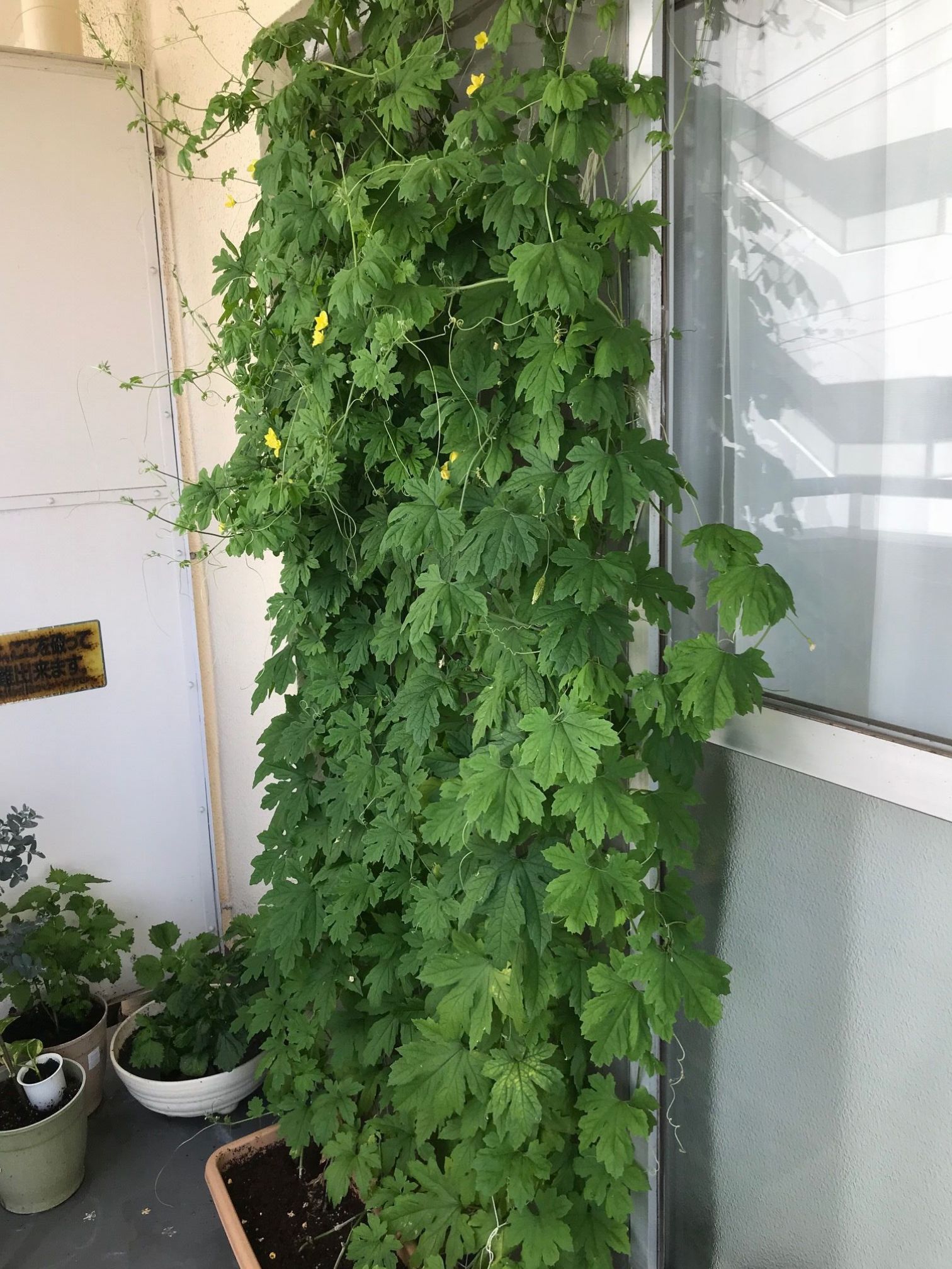 築古リノベマンションで家庭菜園。ゴーヤの緑のカーテンできました！