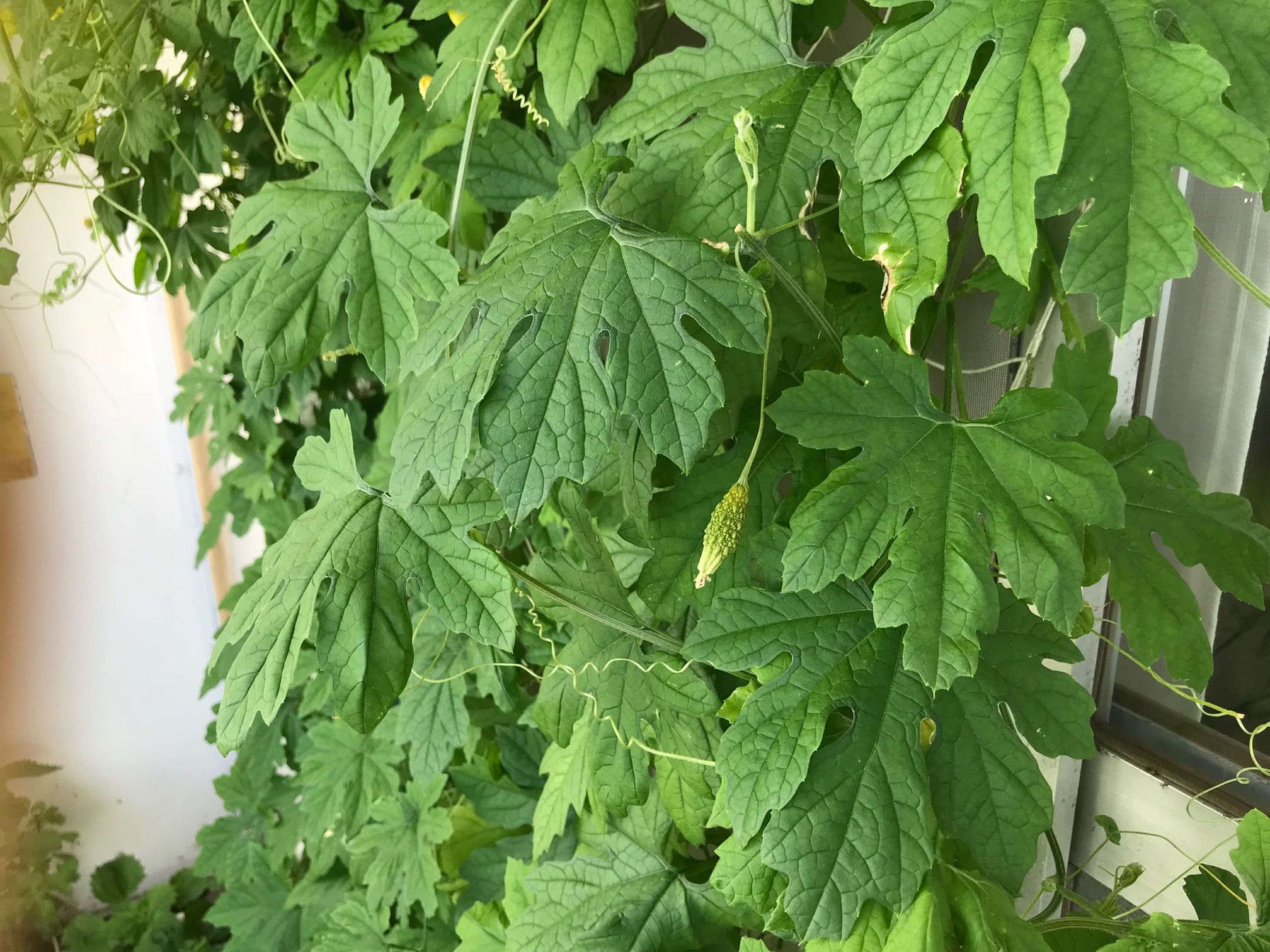 ベランダで家庭菜園。ゴーヤ小さなゴーヤの実、大きくならない…