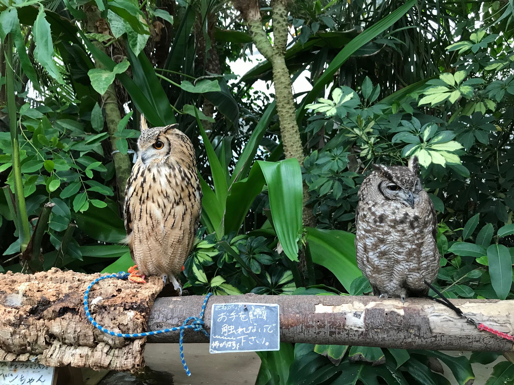 子連れで楽しい「ザ・ファームユニバーサル　オオサカ」に行ってきた