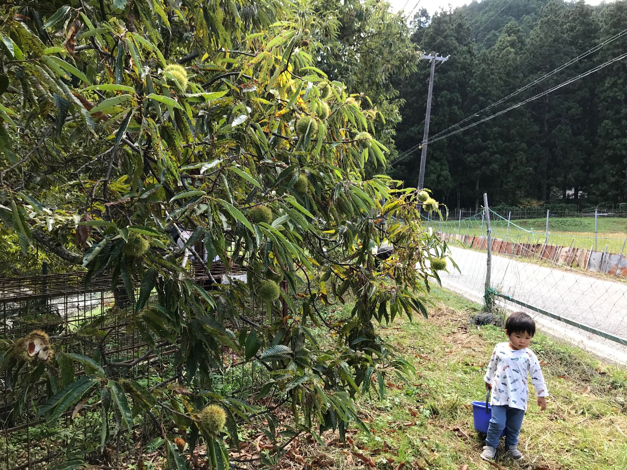 2歳児と楽しむ、秋の栗ひろい体験