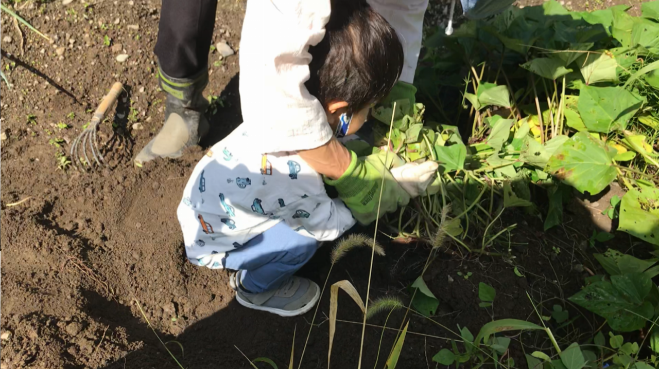 2歳児と楽しむ、秋の芋ほり体験
