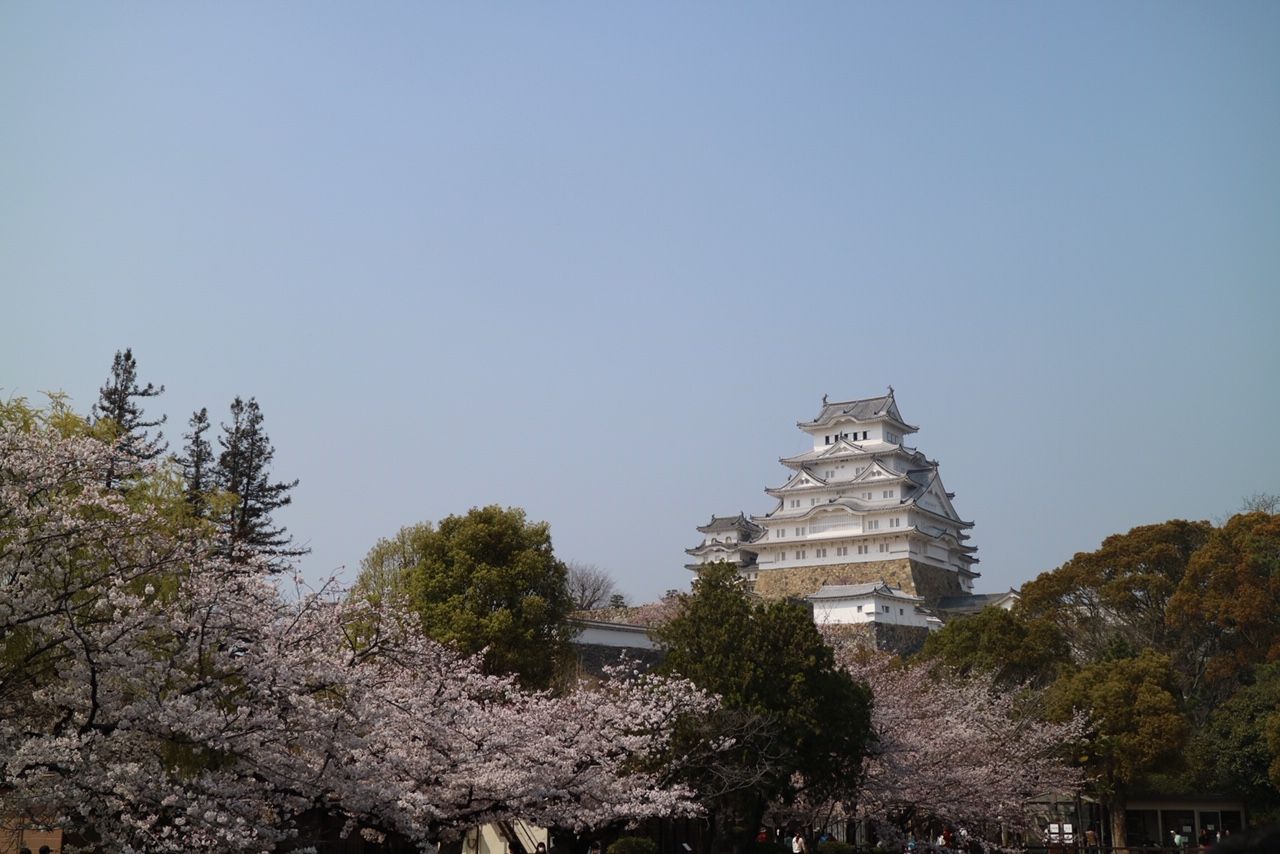 日本ならではの春の感じ方のすすめ～姫路城の桜の花見情報２０１９～のイメージ
