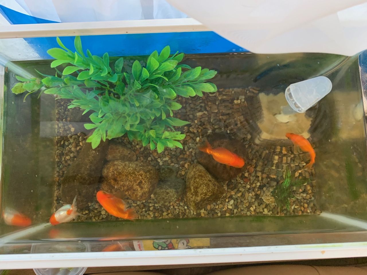 “和金”と”ランチュウ”の混泳飼育。ドラマチック(?)な金魚の世界