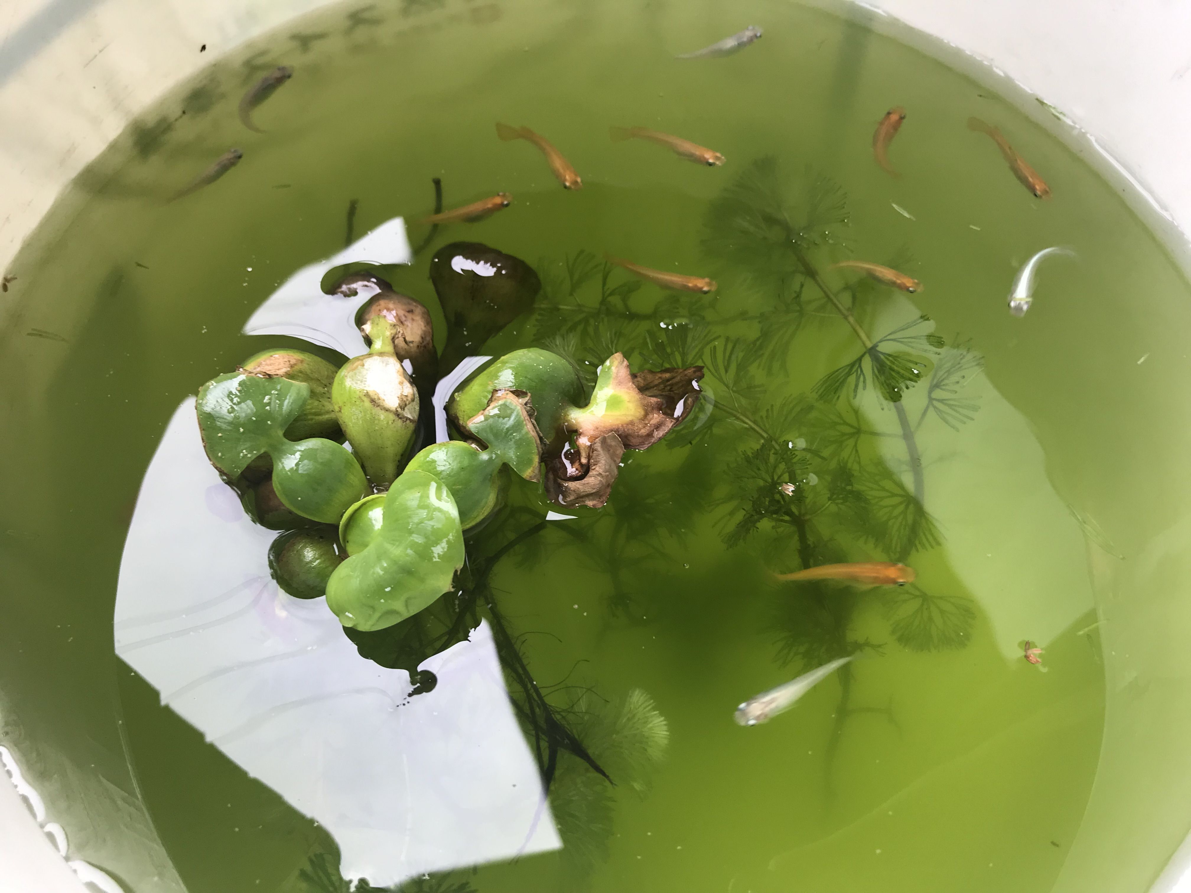 夢中になり苦労を重ねたアクアリウム。小さな命からもらう小さな幸せの種。