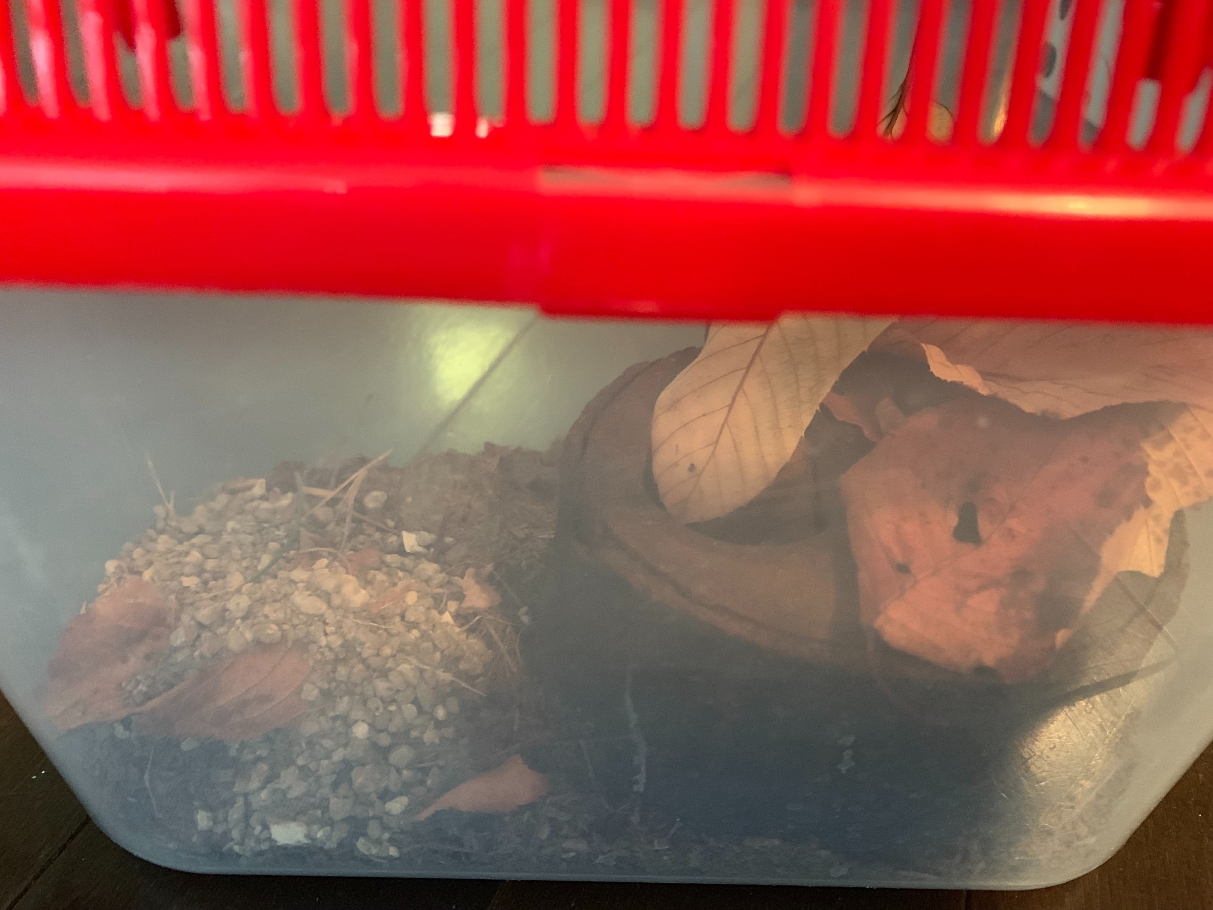 真冬の都会大阪で超希少な甲虫を発見?!博物館へ問い合わせてみた結果･･･のイメージ