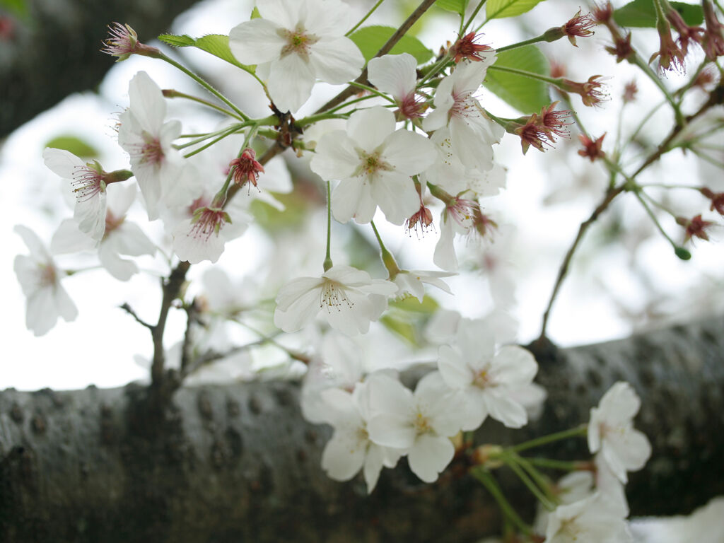 桜