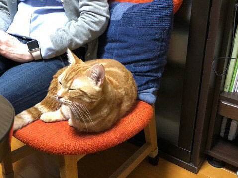 猫ちゃんと一緒に並んで座れるカームチェア