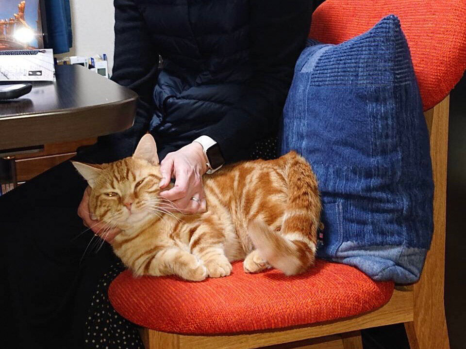 猫ちゃんもくつろげるカームチェア
