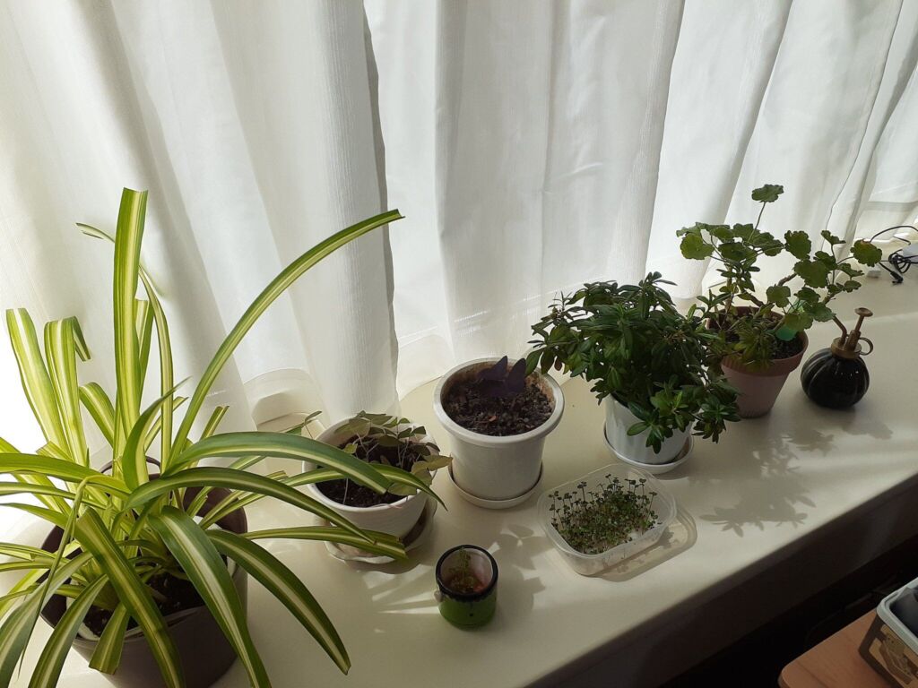 みずのの母宅の観葉植物