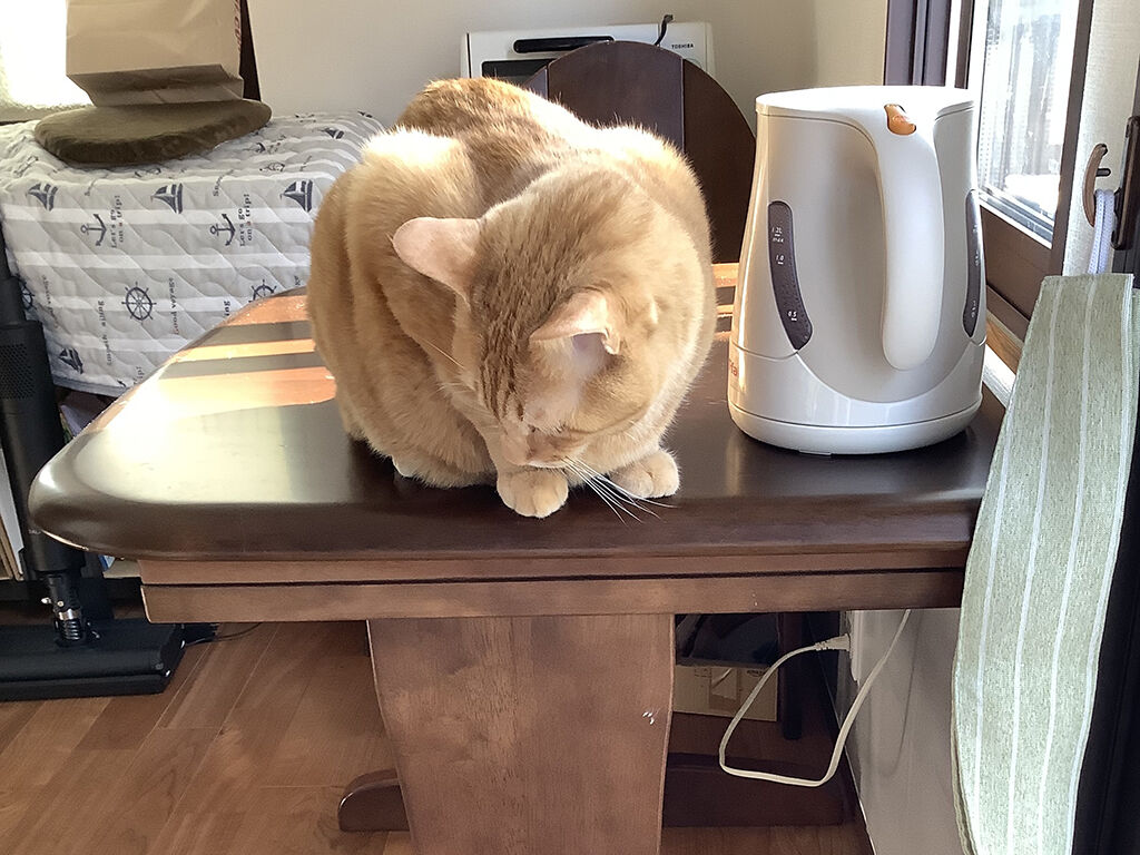 リメイクしたテーブルでくつろぐお客様の猫ちゃん