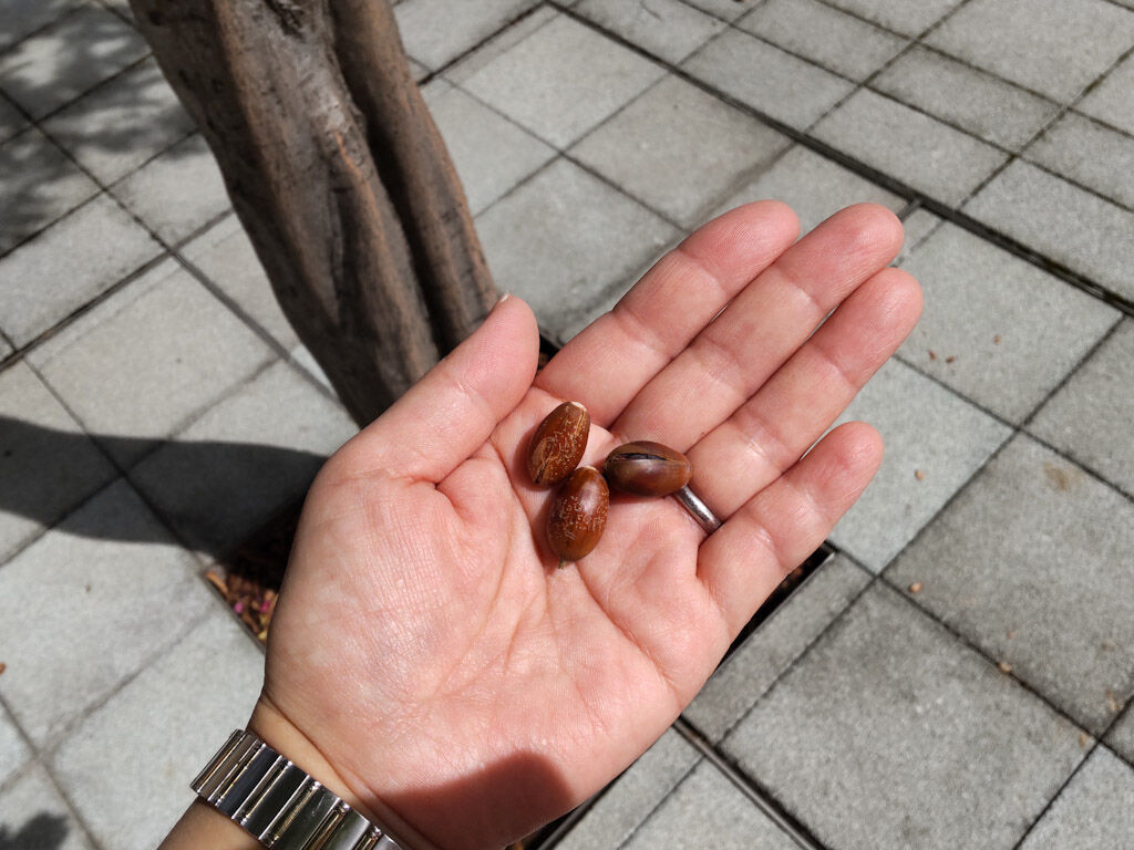 どんぐり