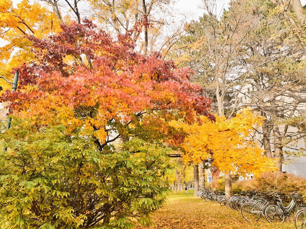 北大の紅葉