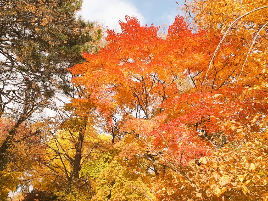 北大の紅葉の様子