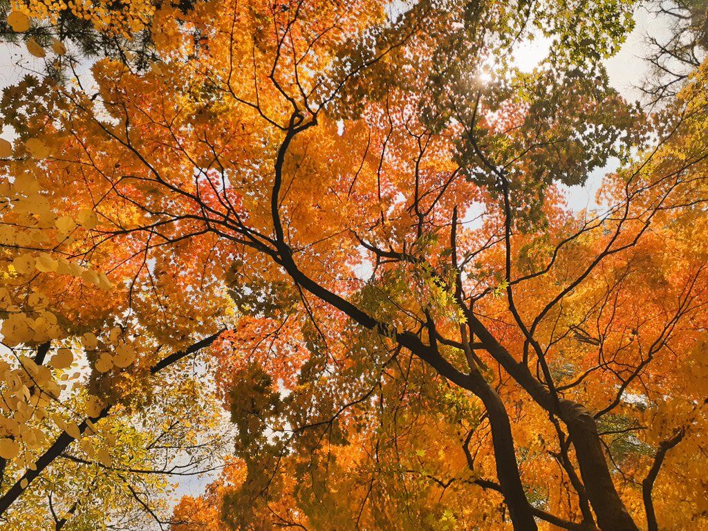 紅葉の木々