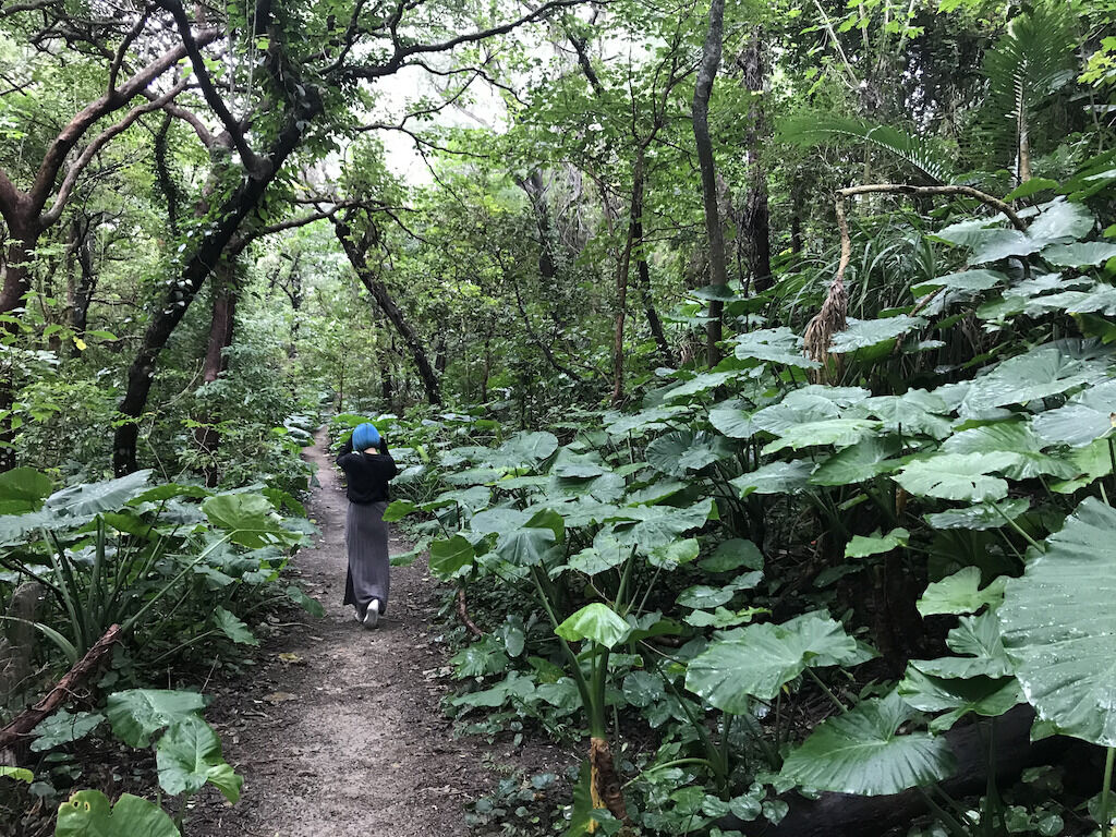 木が覆いしげる奄美大島