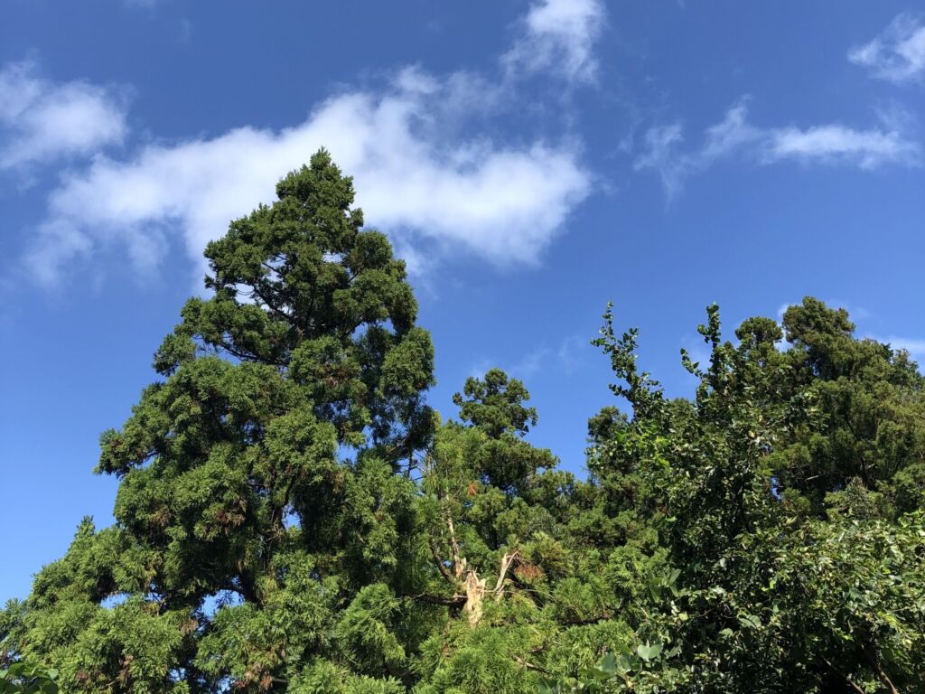 火山森