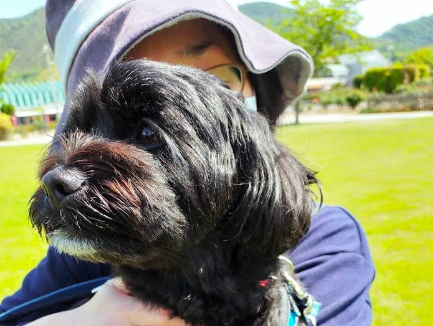愛犬くぅ