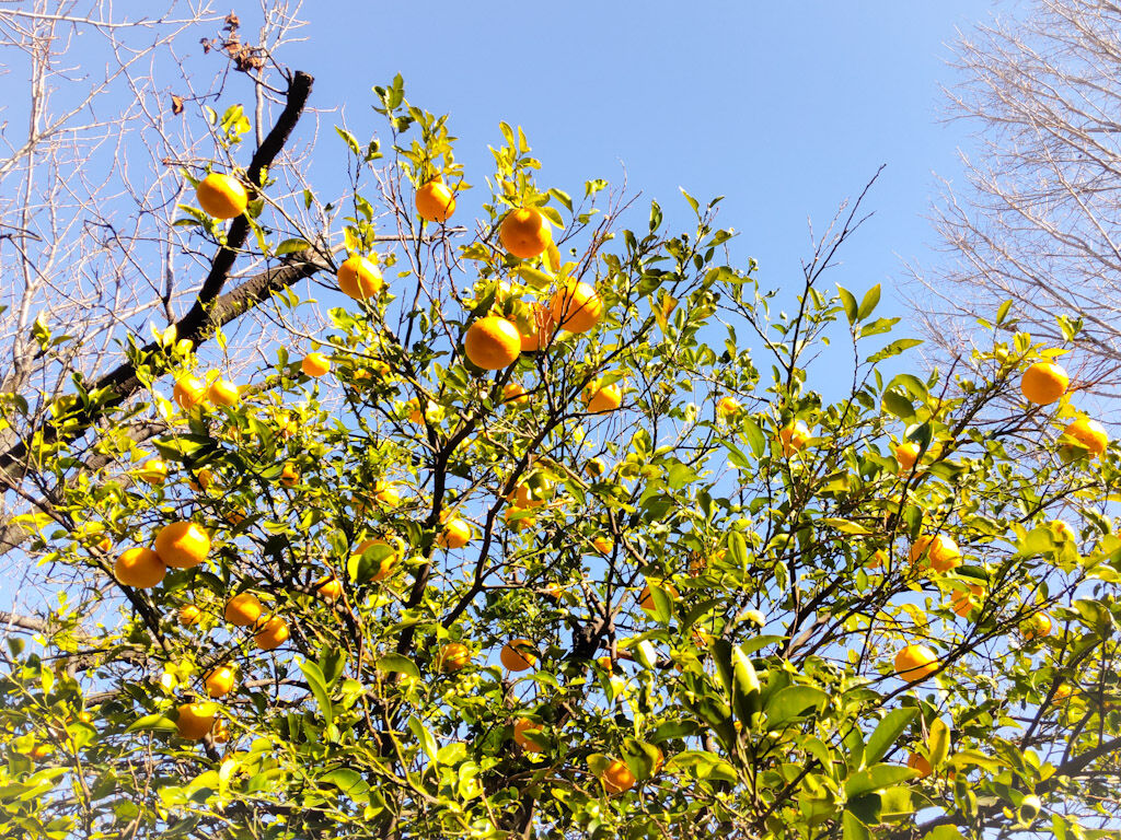 公園の木