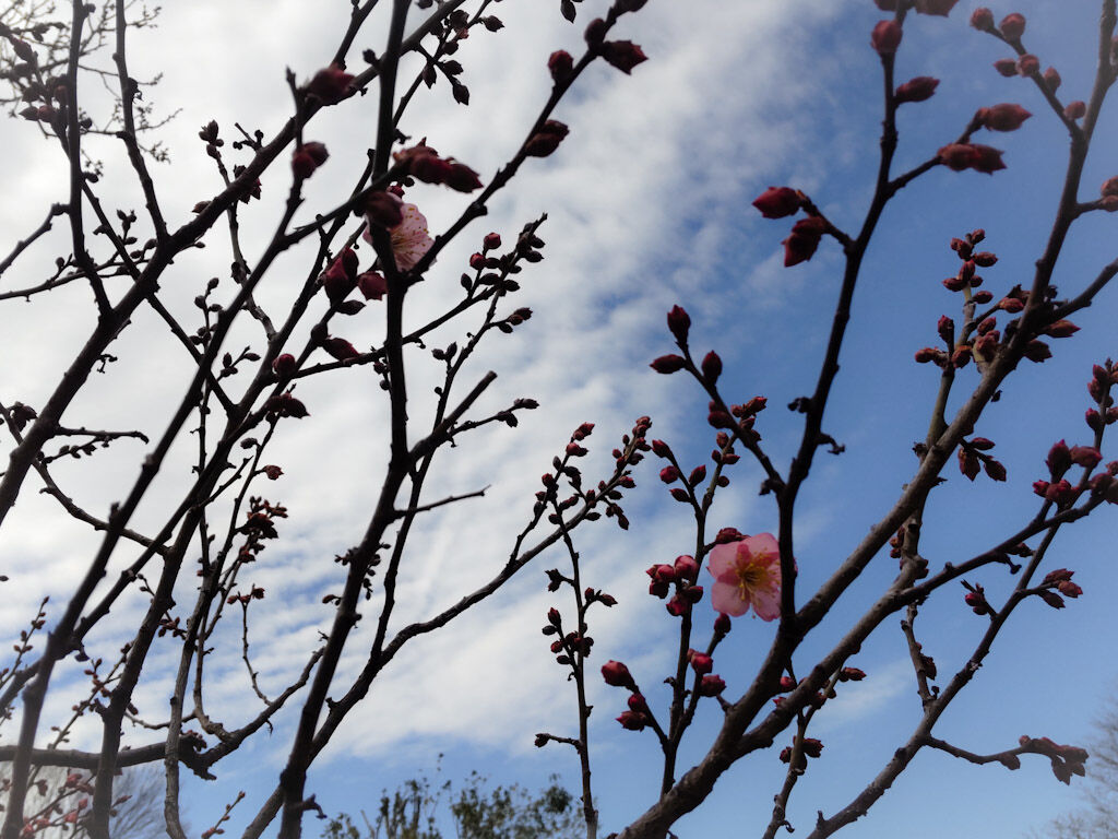 ふくらんできた梅の蕾