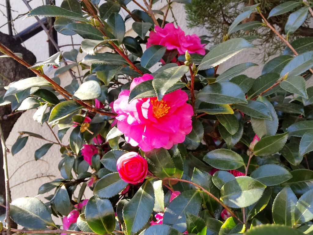 椿の花