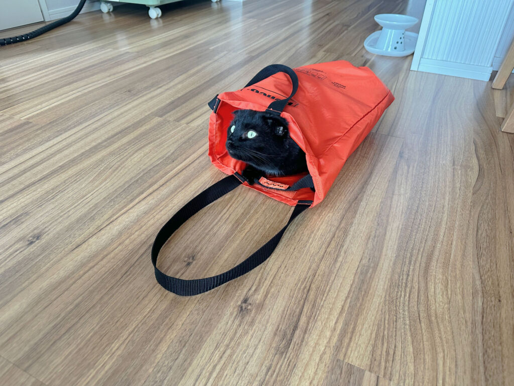 バッグに入る猫