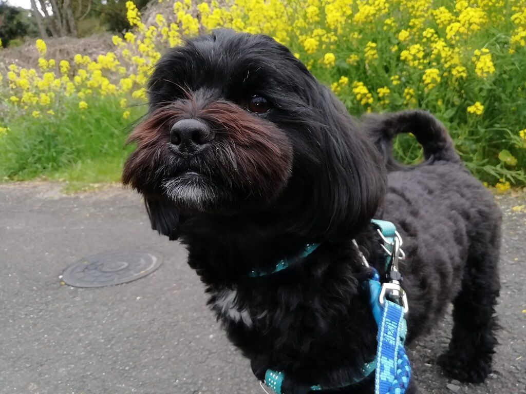 りかのこ宅の愛犬くぅ