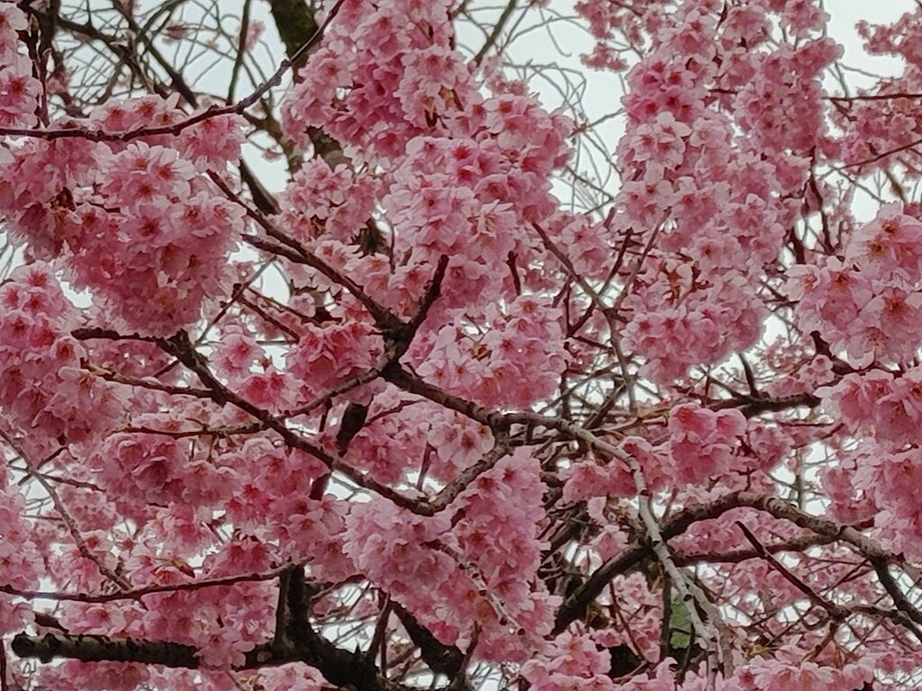 河津桜