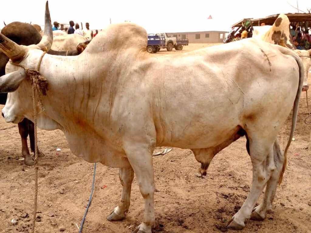 cow