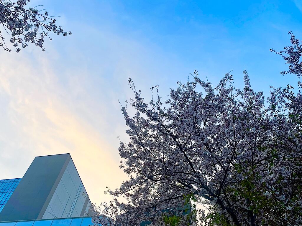 桜の写真　背景の青空