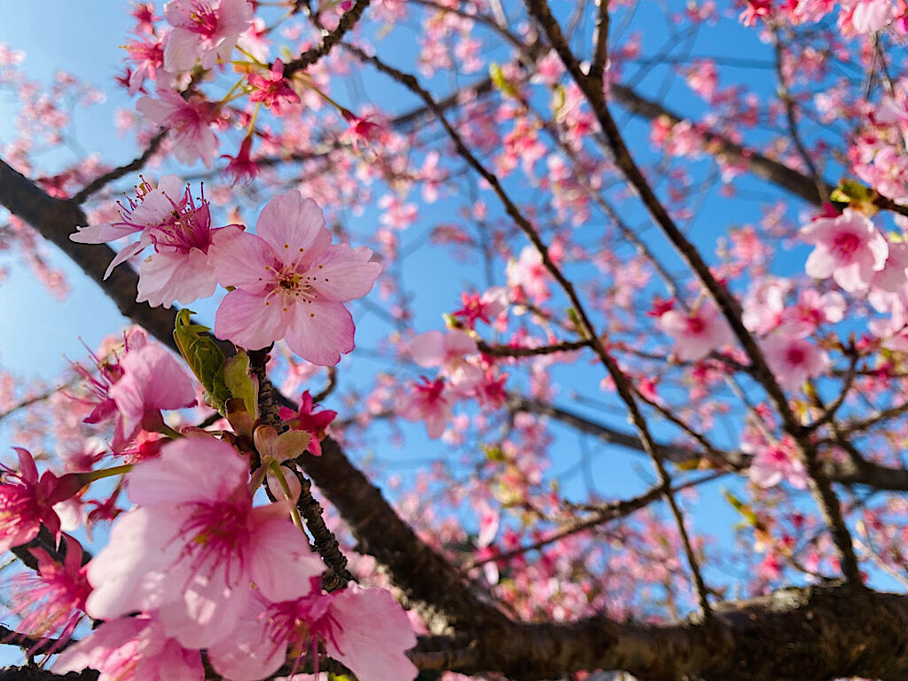 梅の花