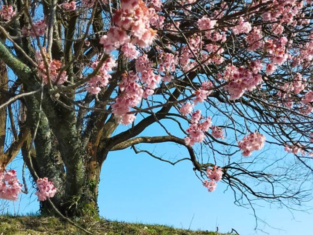 河津桜