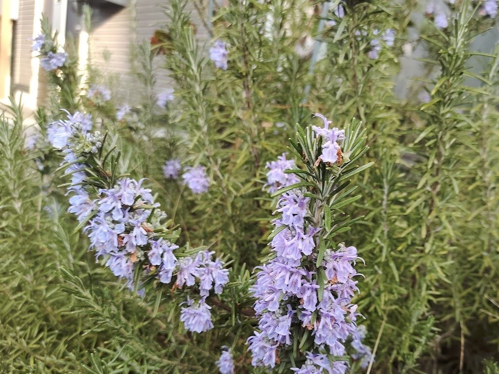 庭の花