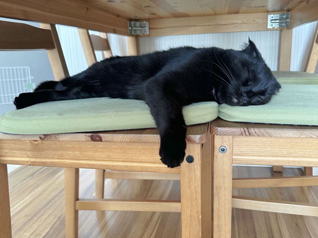 椅子を独占する猫