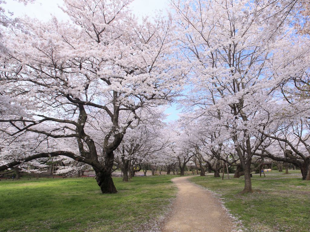 桜