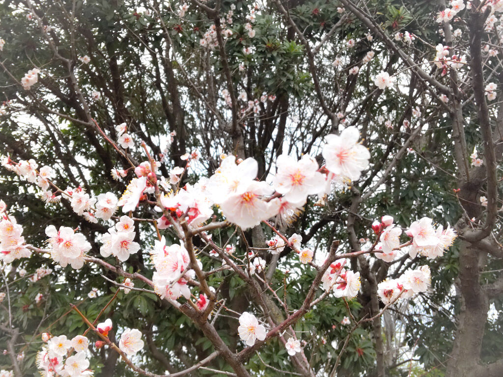 満開の白梅