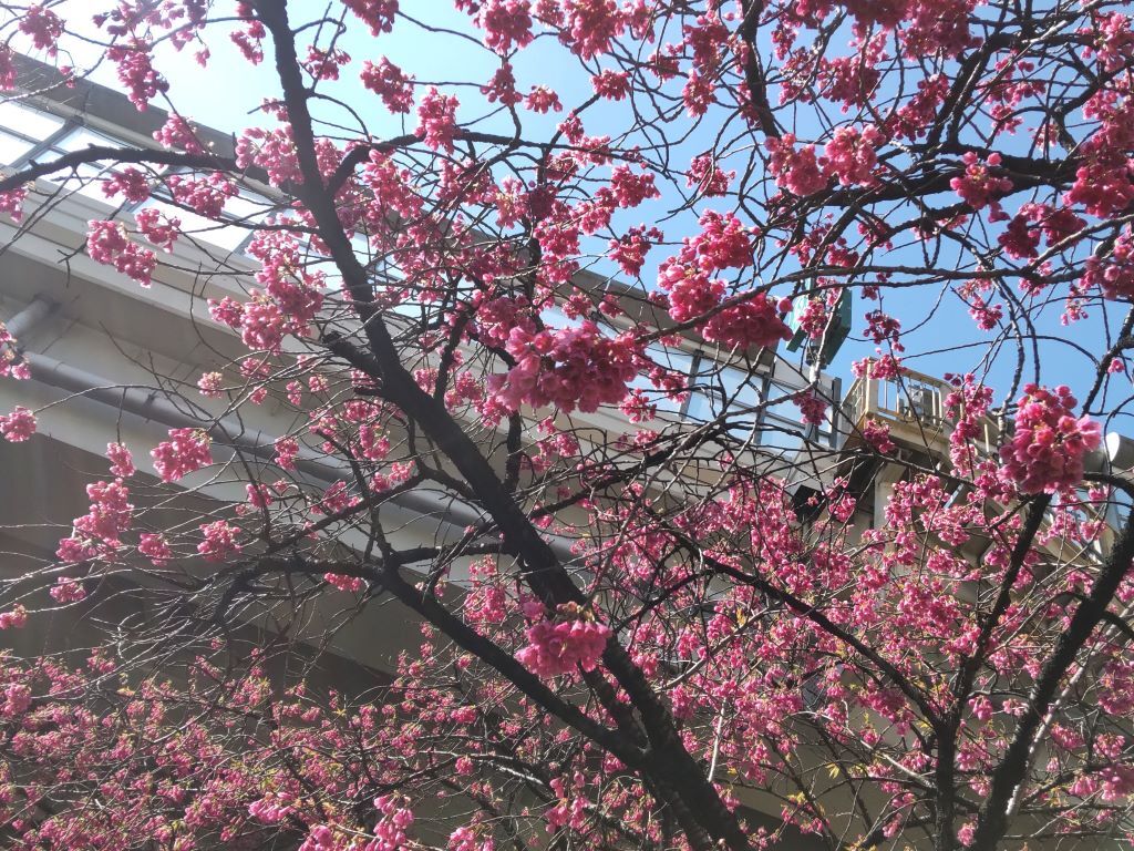 寒緋桜