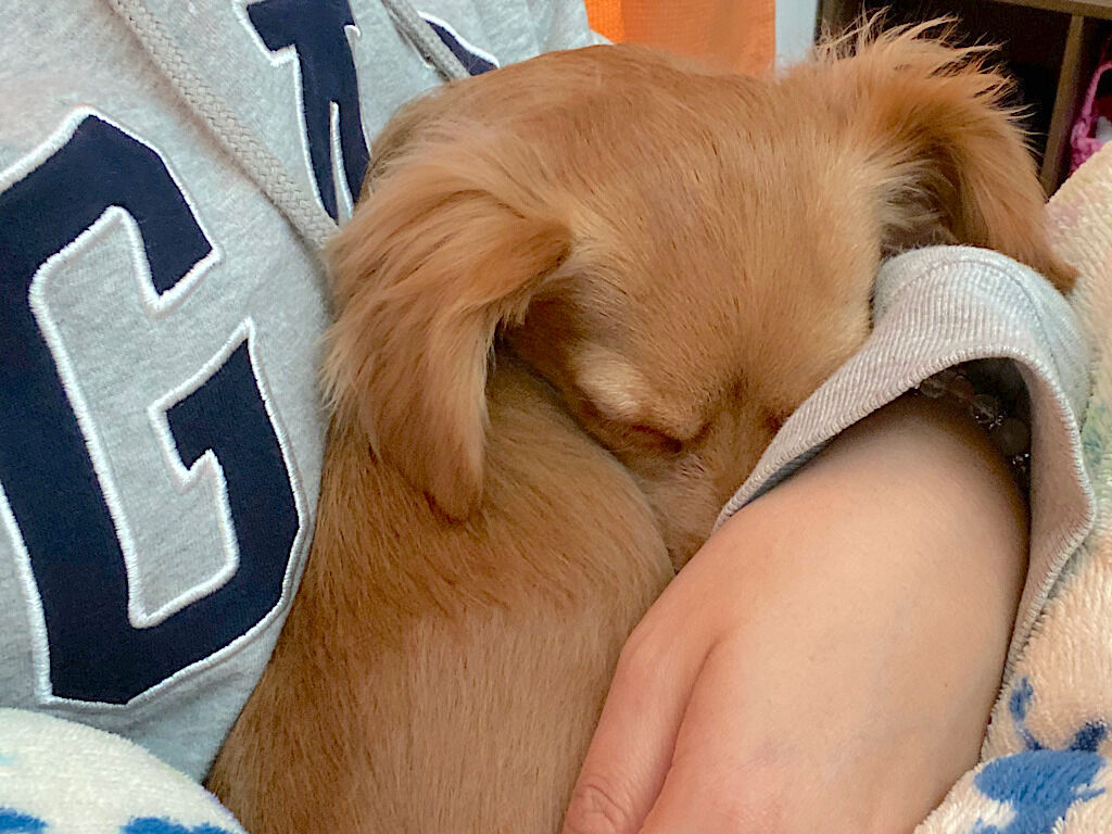 犬