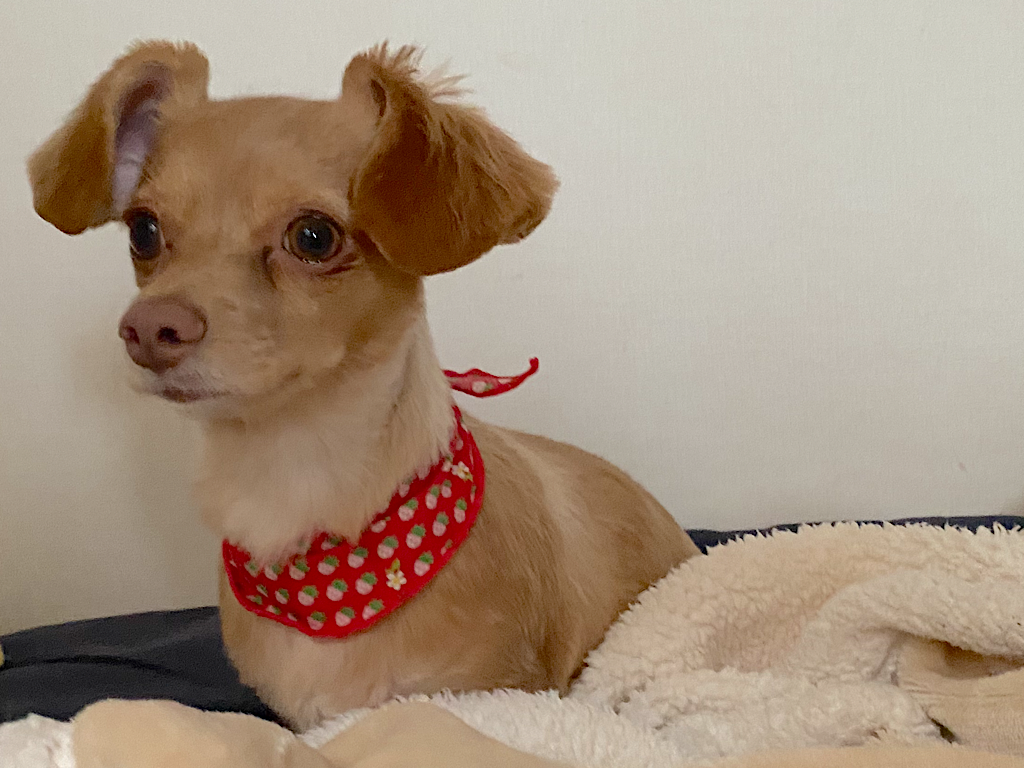 犬
