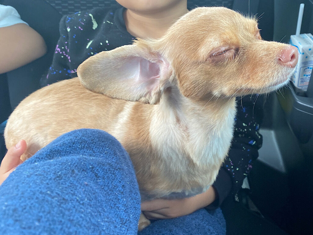 犬