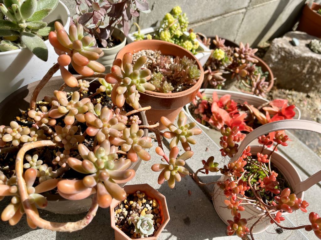 多肉植物の集合