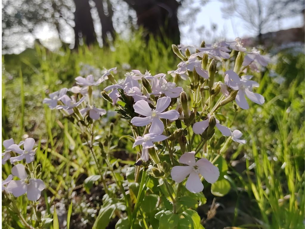 草花