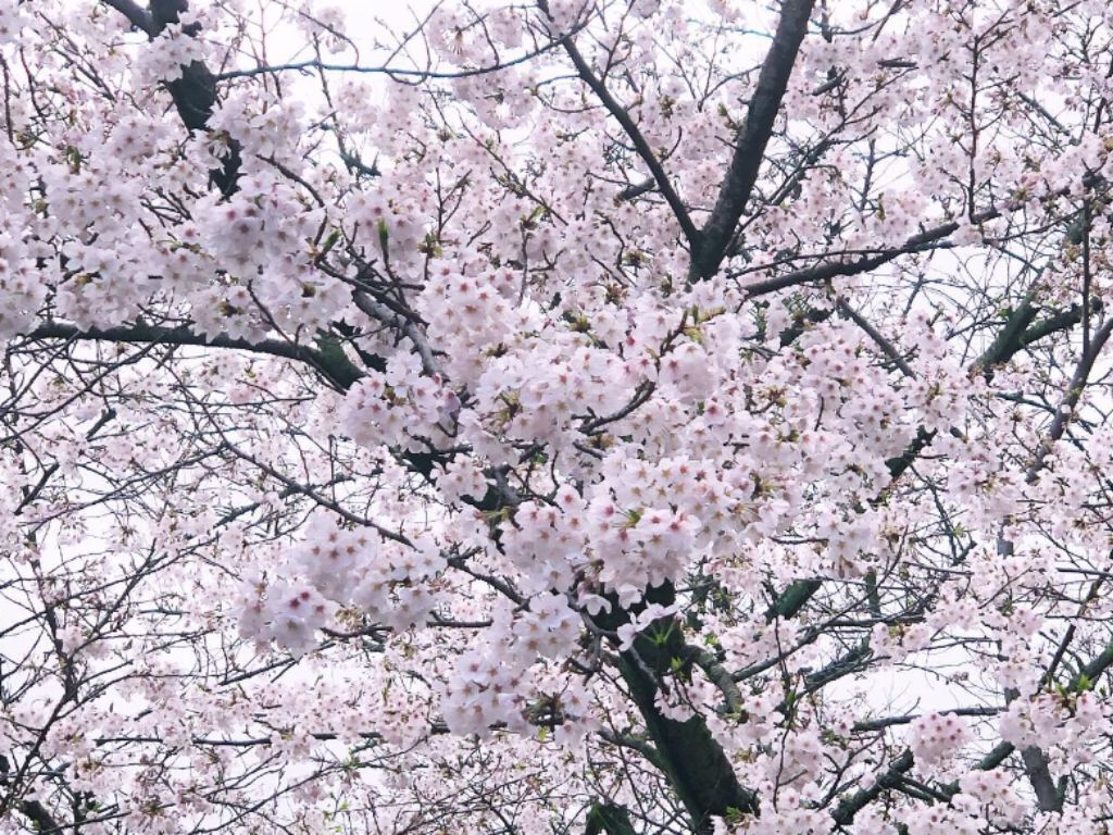 桜