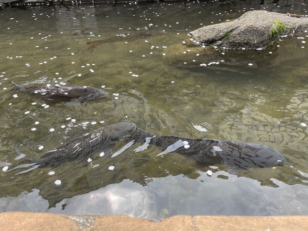 fish