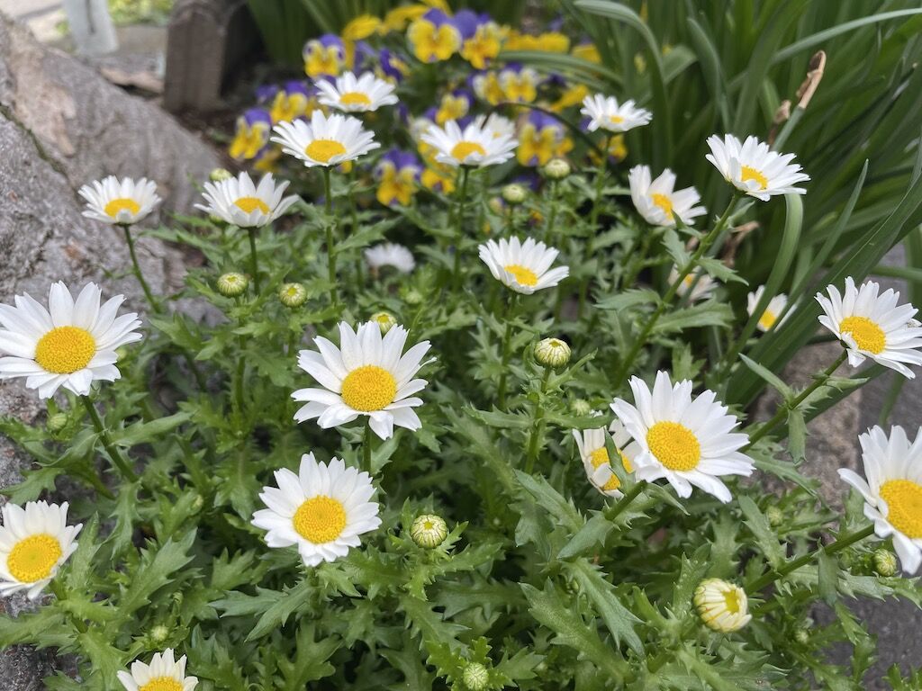 flower